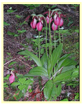 PEI's Floral Emblem-the lady's slipper- found along the nature trails at Roma at Three Rivers PEI